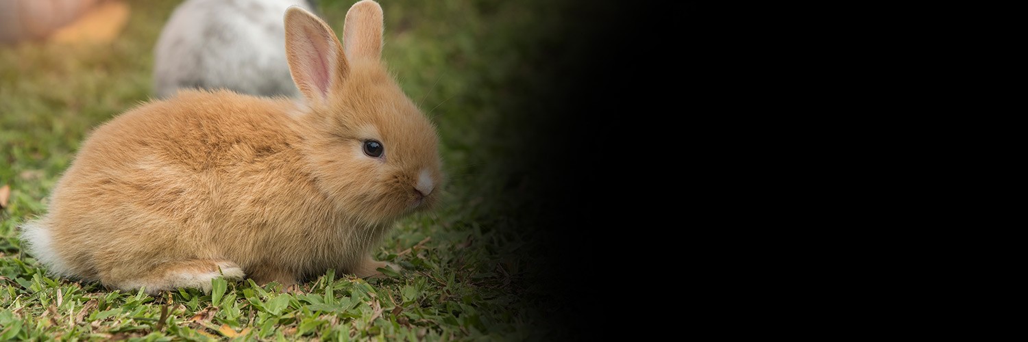 Small Animal Enclosures